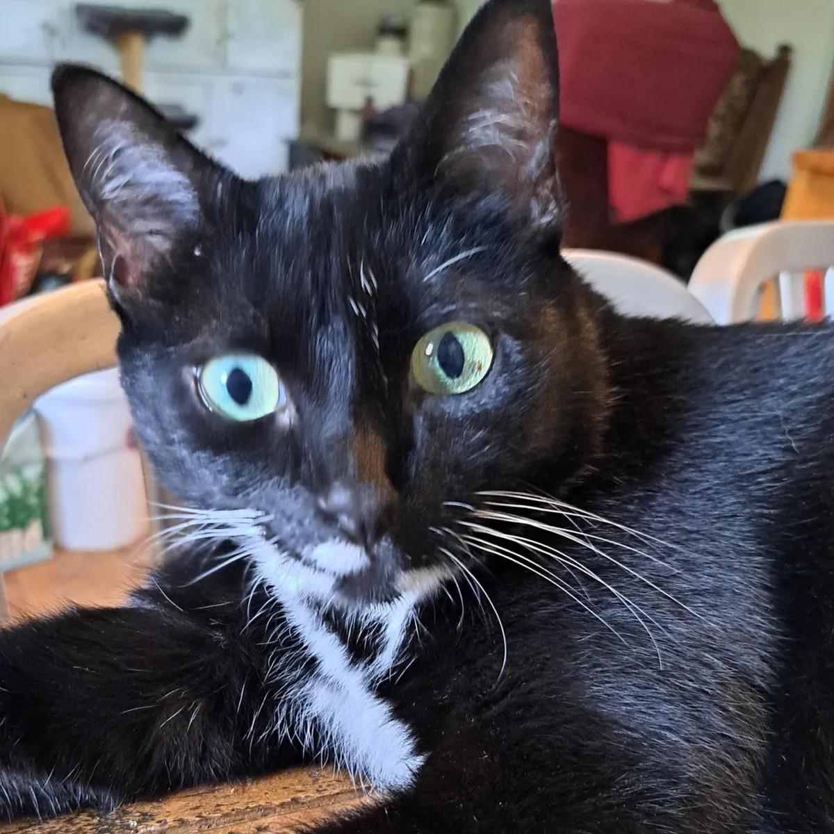 Bindi, Adopted, Adult Female Domestic Short Hair.