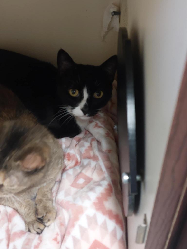 Nuggy, Adopted, Adult Female Domestic Short Hair.