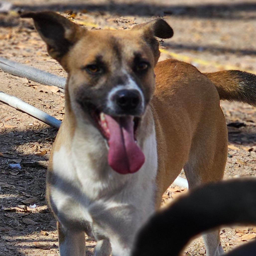 Enlarge Chase, a Adoptable mixed breed in Syracuse, NY image 2/5