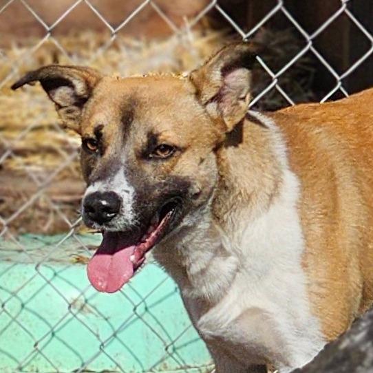 Chase, Adoptable, Adult Male Mixed Breed.