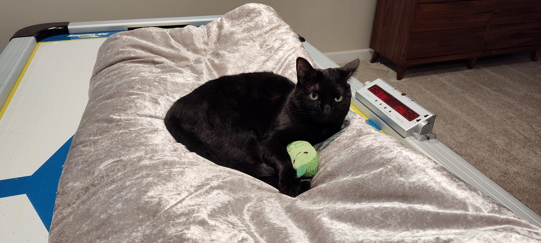 Enlarge Pixel, a ADOPTABLE Domestic Short Hair in Oak Forest, IL image 1/6