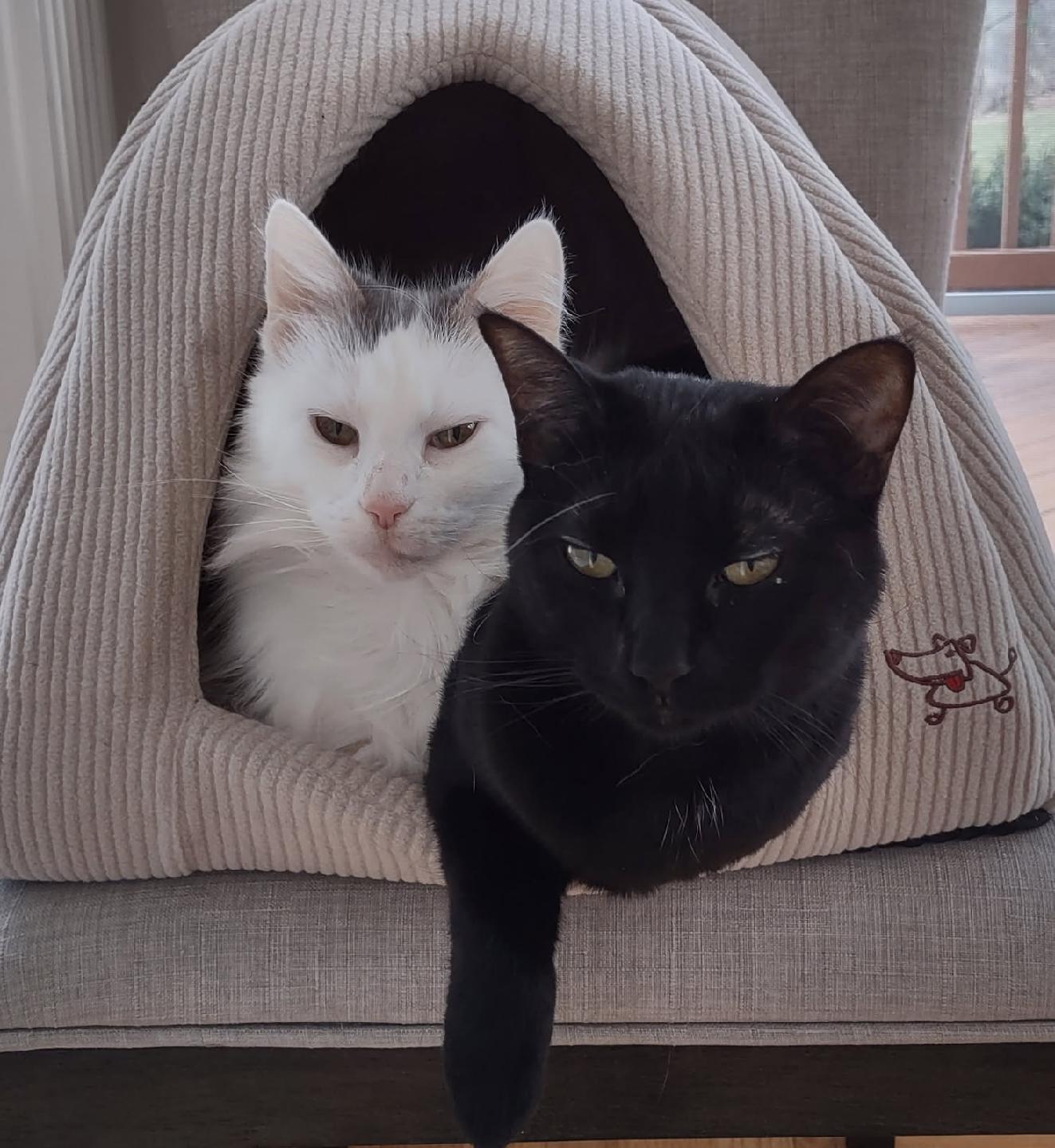 Enlarge Pixel, a ADOPTABLE Domestic Short Hair in Oak Forest, IL image 3/6