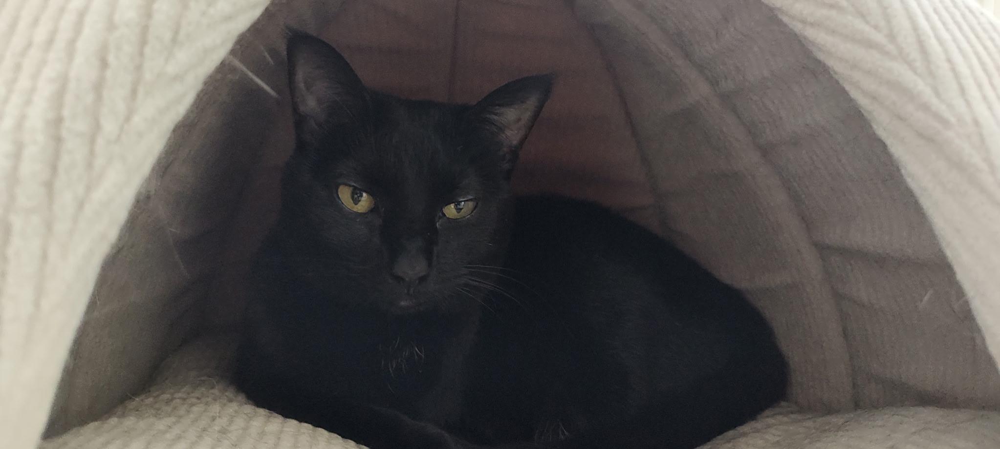 Enlarge Pixel, a ADOPTABLE Domestic Short Hair in Oak Forest, IL image 4/6