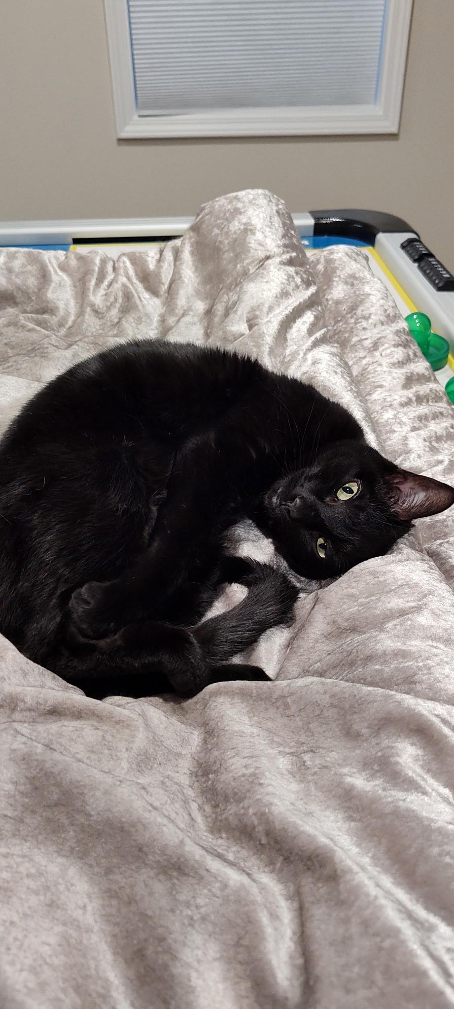 Enlarge Pixel, a ADOPTABLE Domestic Short Hair in Oak Forest, IL image 5/6