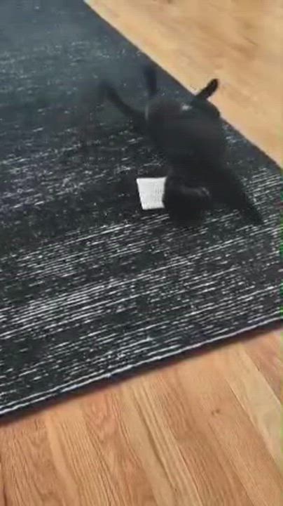 Enlarge Pixel, a ADOPTABLE Domestic Short Hair in Oak Forest, IL video 6/6