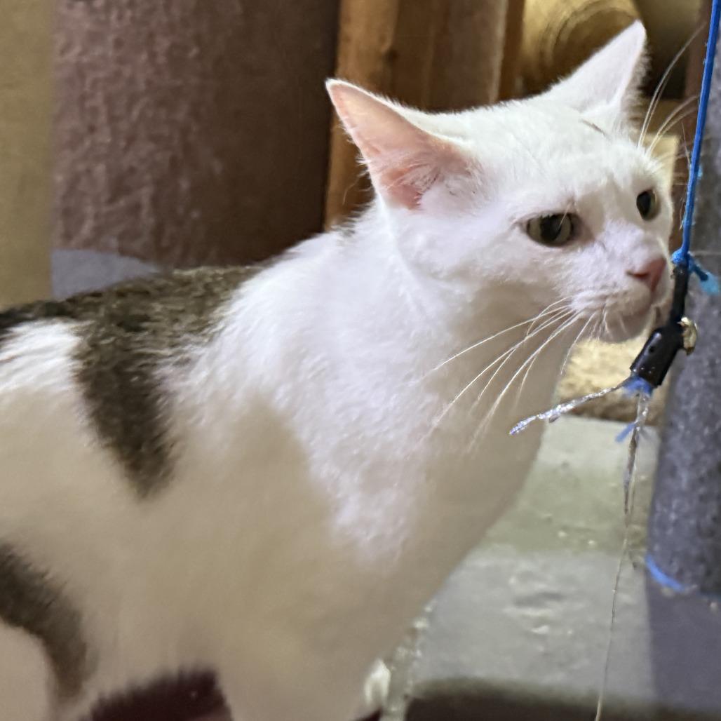 Enlarge Ike - Bonded with Mike, a Adoptable Domestic Short Hair in Glenelg, MD image 1/6