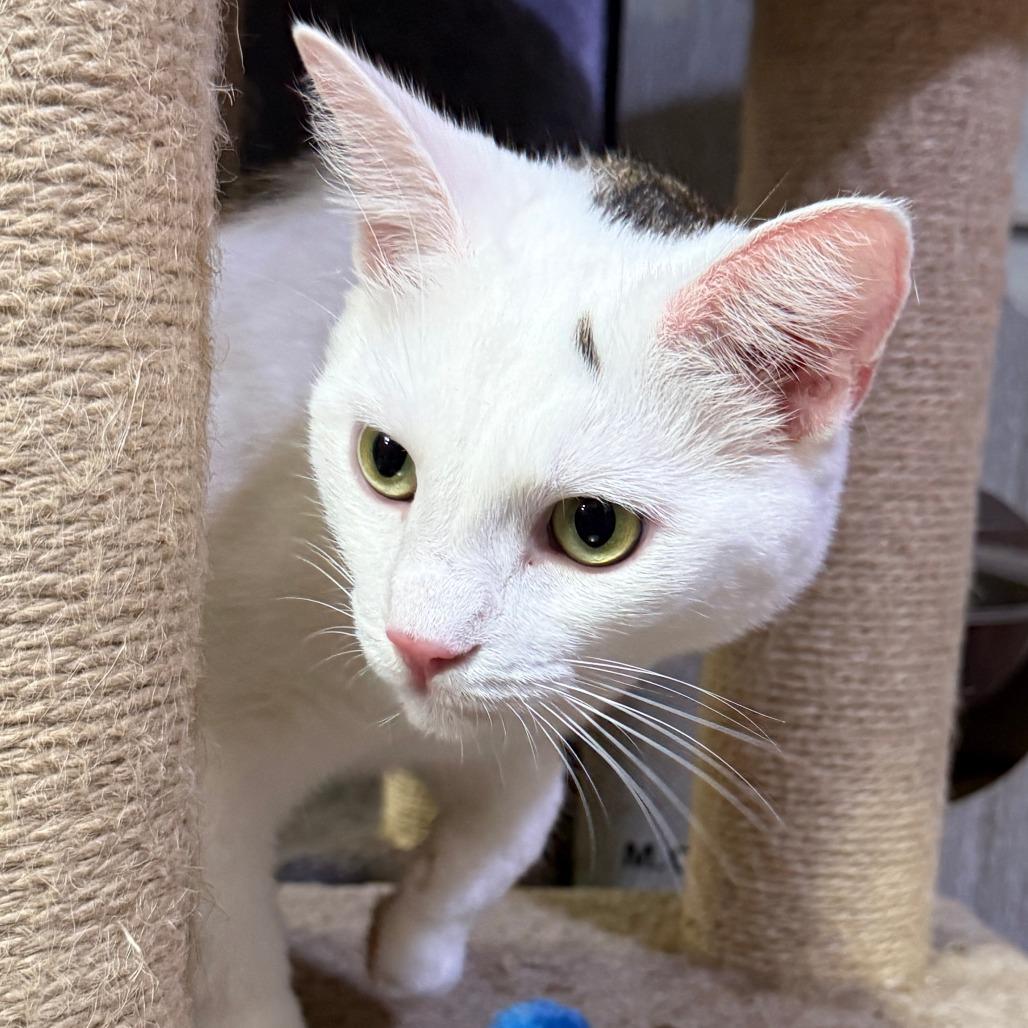 Enlarge Ike - Bonded with Mike, a Adoptable Domestic Short Hair in Glenelg, MD image 2/6