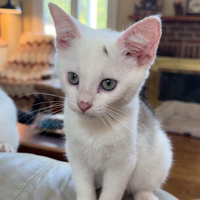 Enlarge Ike - Bonded with Mike, a Adoptable Domestic Short Hair in Glenelg, MD image 3/6