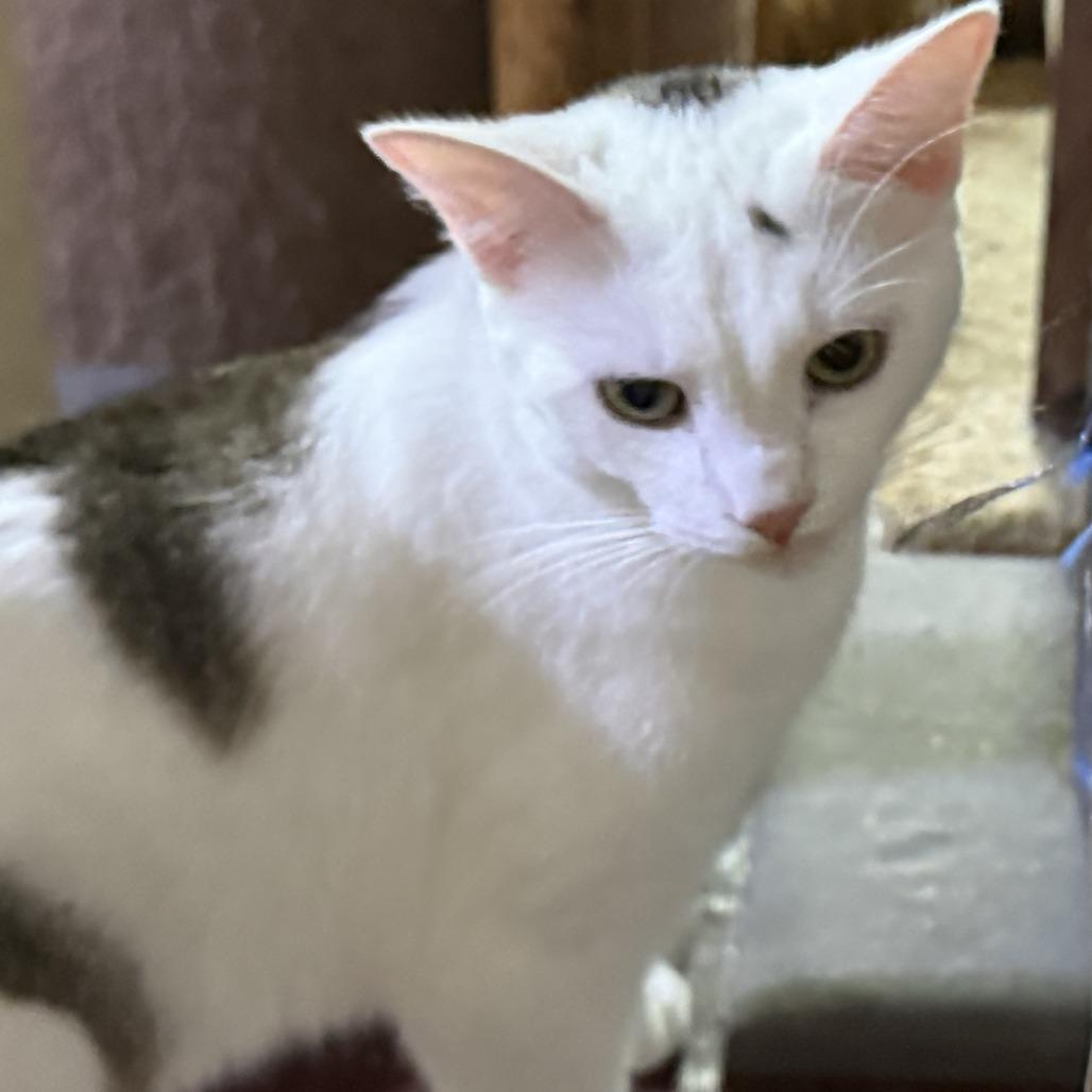 Enlarge Ike - Bonded with Mike, a Adoptable Domestic Short Hair in Glenelg, MD image 4/6