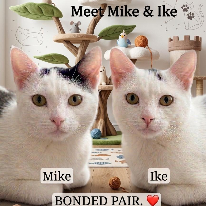 Enlarge Ike - Bonded with Mike, a Adoptable Domestic Short Hair in Glenelg, MD image 5/6