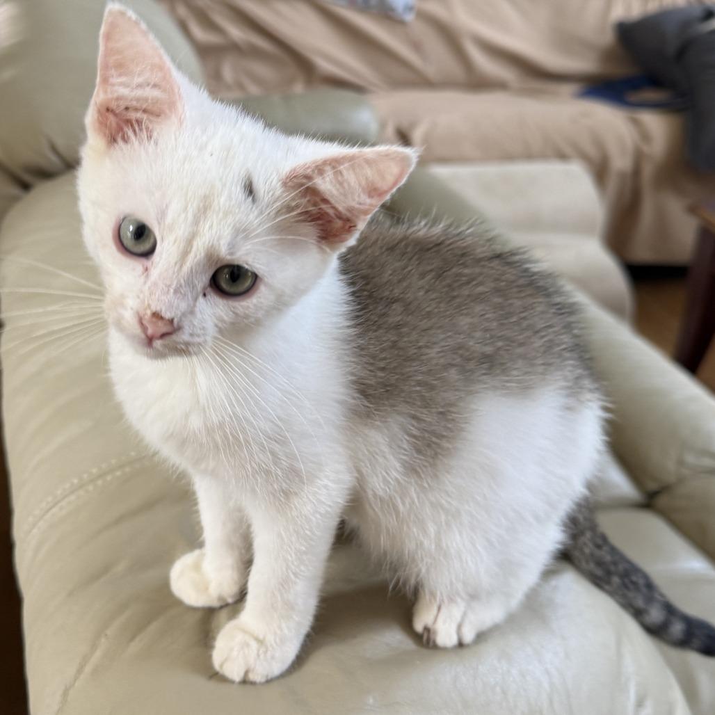 Enlarge Ike - Bonded with Mike, a Adoptable Domestic Short Hair in Glenelg, MD image 6/6