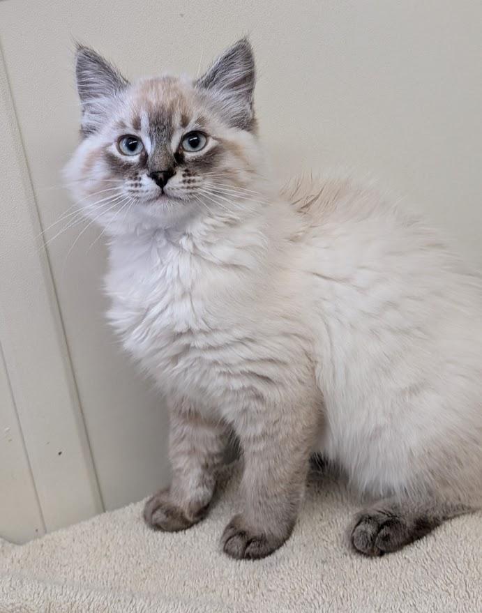 Allegra -Please read bio-, ADOPTABLE, Kitten Female Domestic Medium Hair.