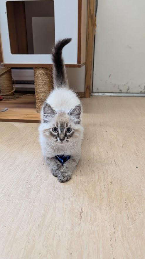 Enlarge Allegra -Please read bio-, a ADOPTABLE Domestic Medium Hair in Coquitlam, BC image 2/2