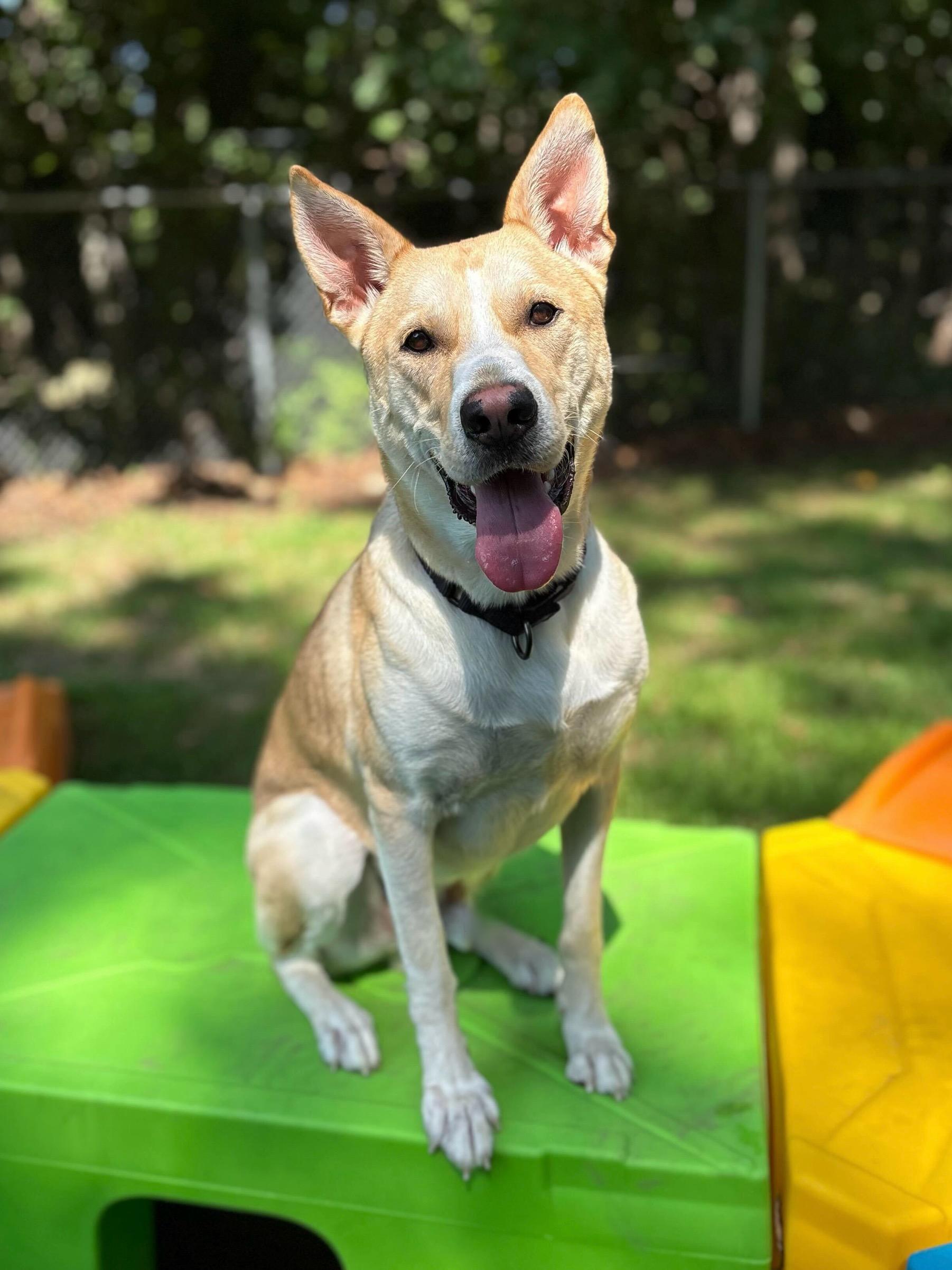 Simba