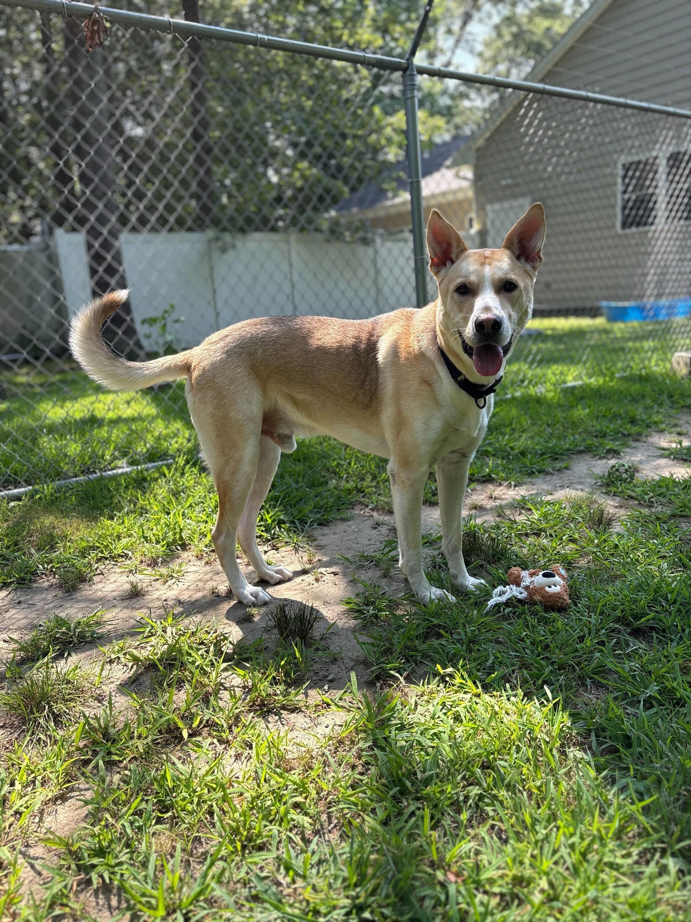 Simba photo 2