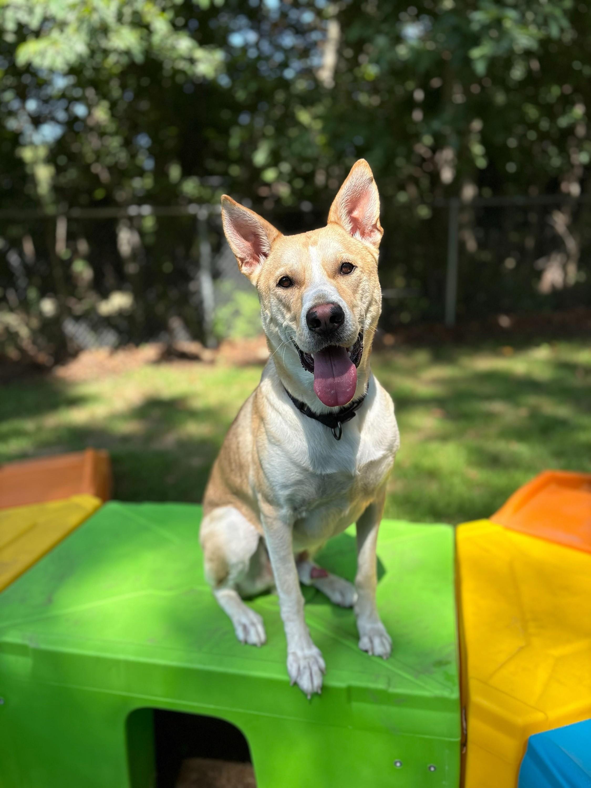 Simba