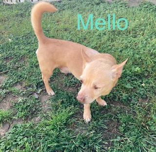 Mellow, an adopted Chihuahua in Albany, NY image 5/6