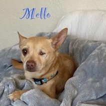 Mellow, an adopted Chihuahua in Albany, NY image 3/6