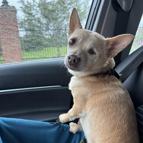 Mellow, an adopted Chihuahua in Albany, NY image 1/6