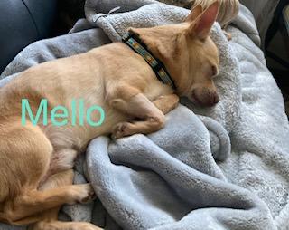 Mellow, an adopted Chihuahua in Albany, NY image 4/6