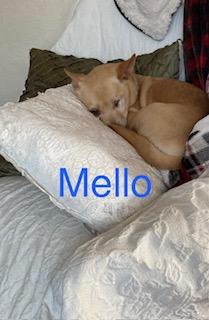 Mellow, an adopted Chihuahua in Albany, NY image 6/6