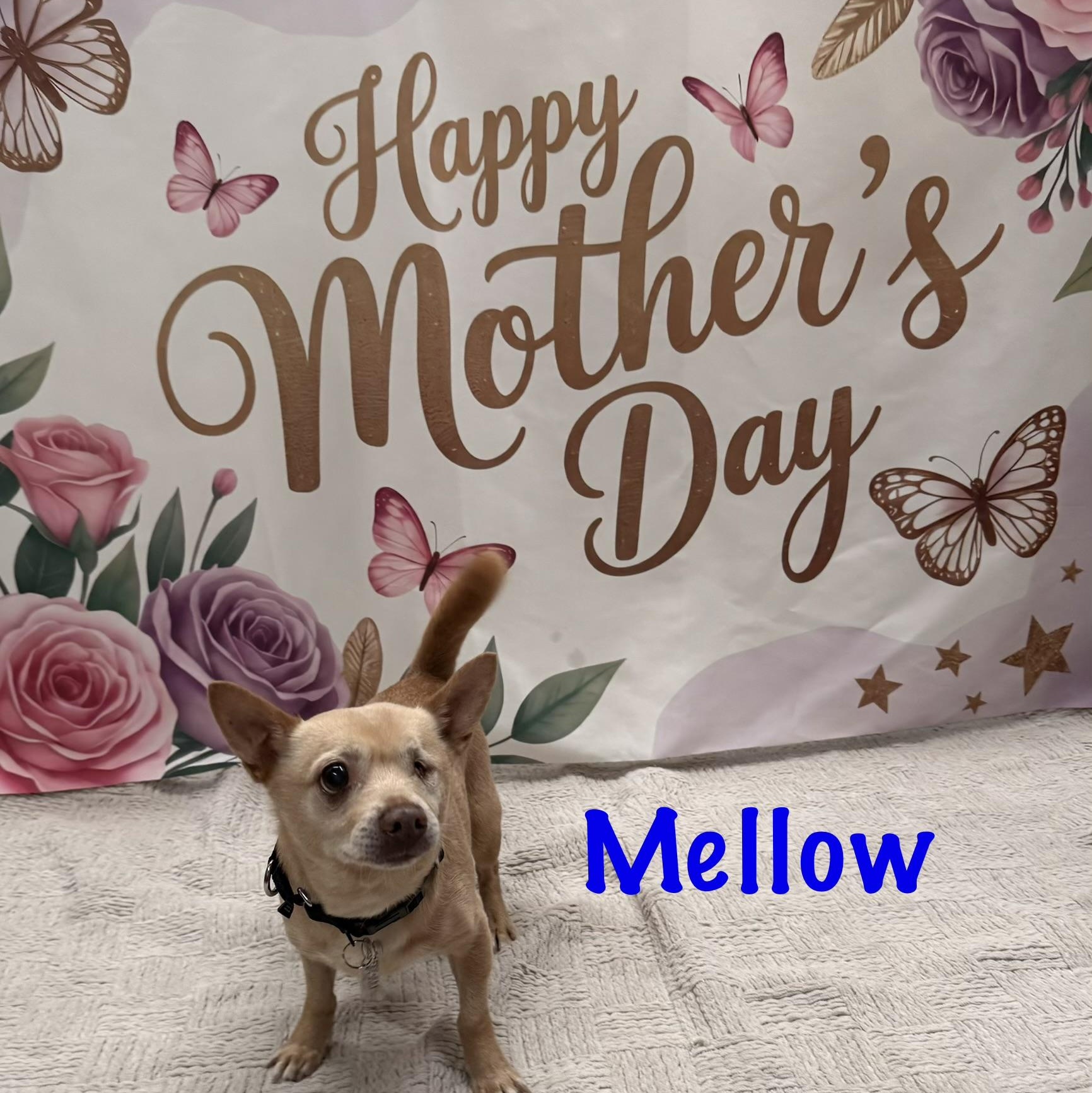 Mellow, an adopted Chihuahua in Albany, NY image 2/6