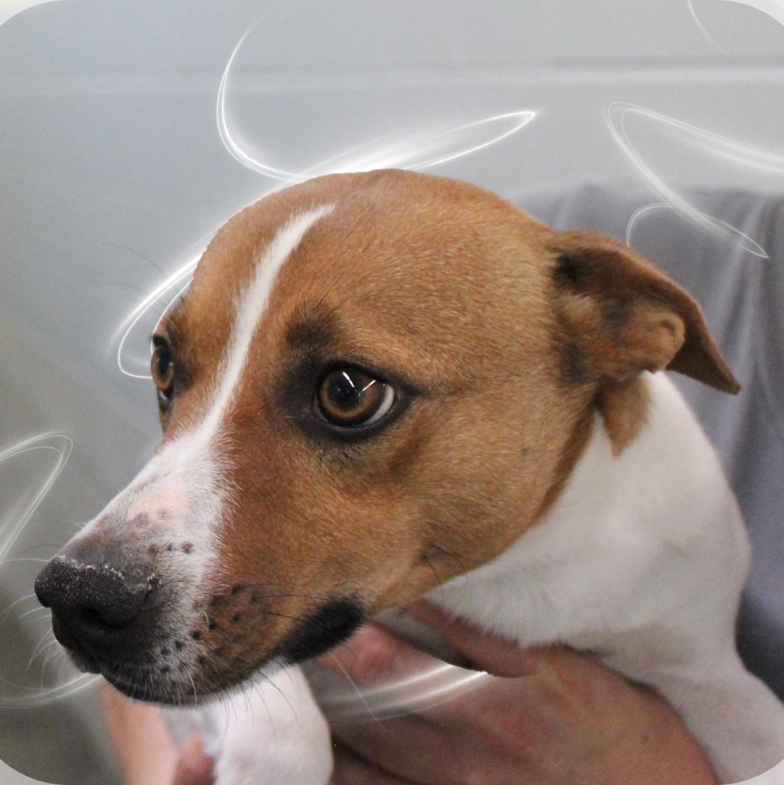 Enlarge Nubs, a ADOPTABLE mixed breed in Amelia, OH image 1/1