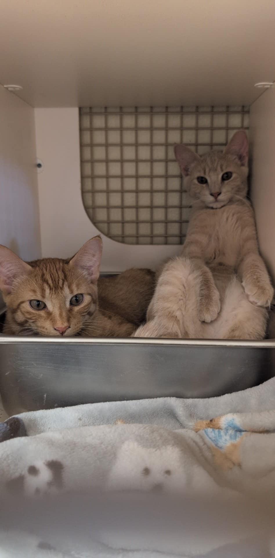 Direction Babies (coming soon)