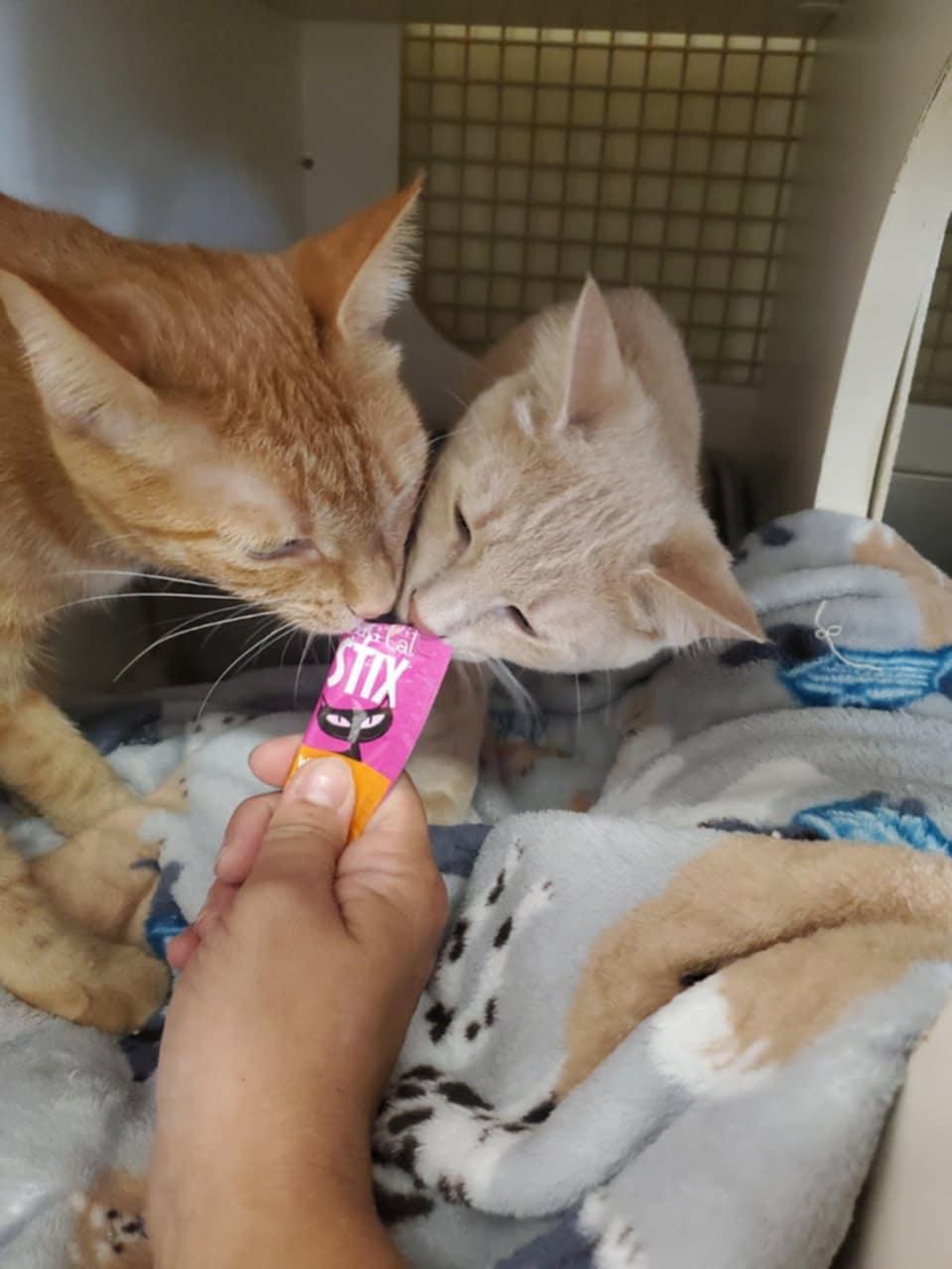 Direction Babies (coming soon)