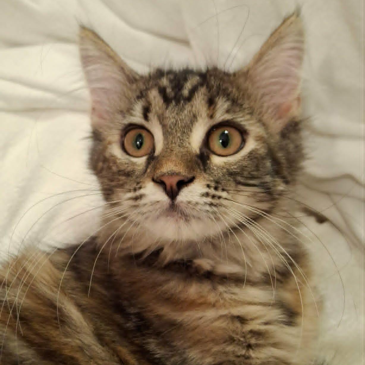 Enlarge Painted Lady (Whiskers Society), a Adopted Domestic Medium Hair in Watertown, WI image 2/4