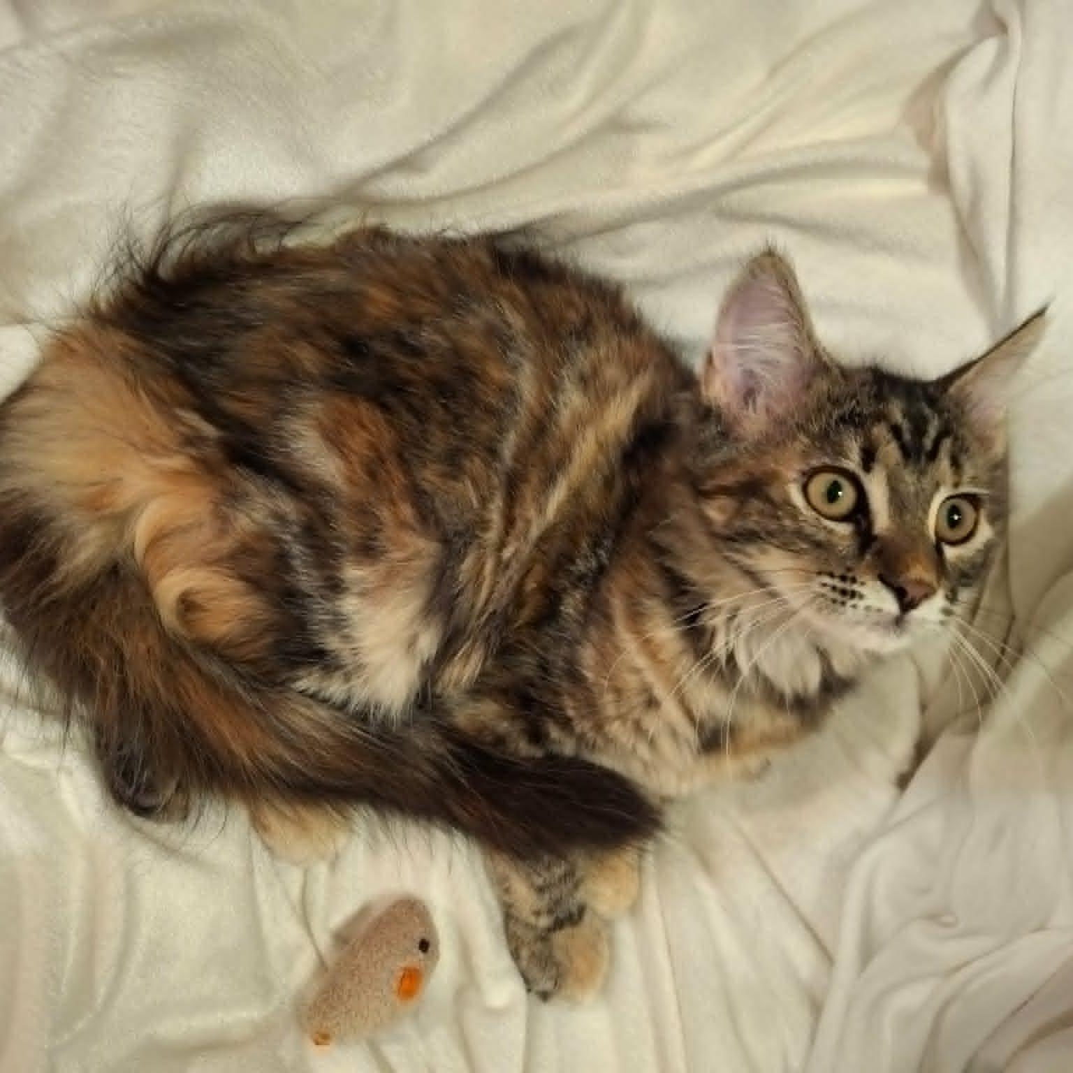Enlarge Painted Lady (Whiskers Society), a Adopted Domestic Medium Hair in Watertown, WI image 4/4
