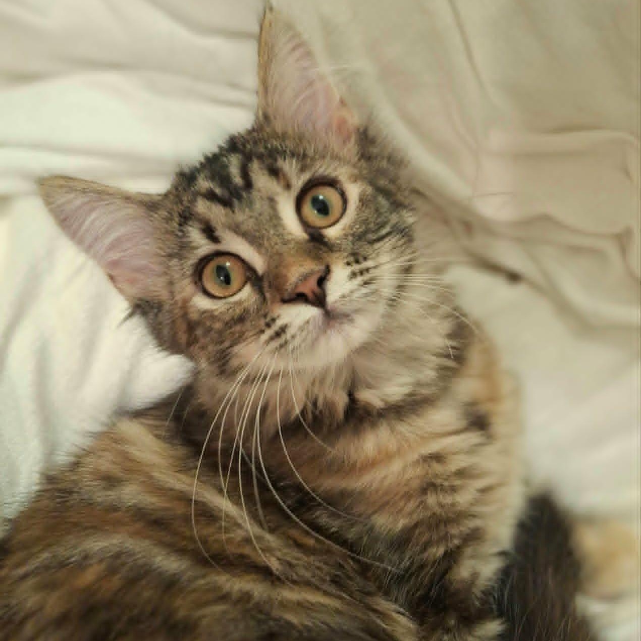 Enlarge Painted Lady (Whiskers Society), a Adopted Domestic Medium Hair in Watertown, WI image 1/4