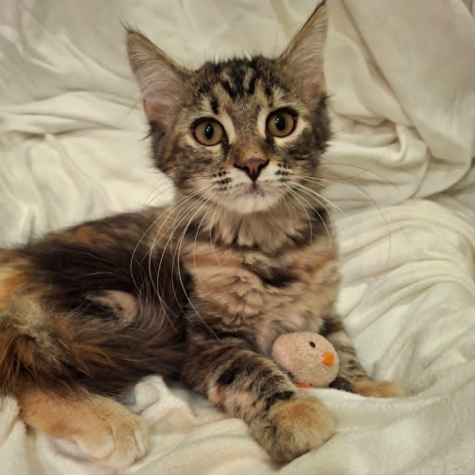 Enlarge Painted Lady (Whiskers Society), a Adopted Domestic Medium Hair in Watertown, WI image 3/4