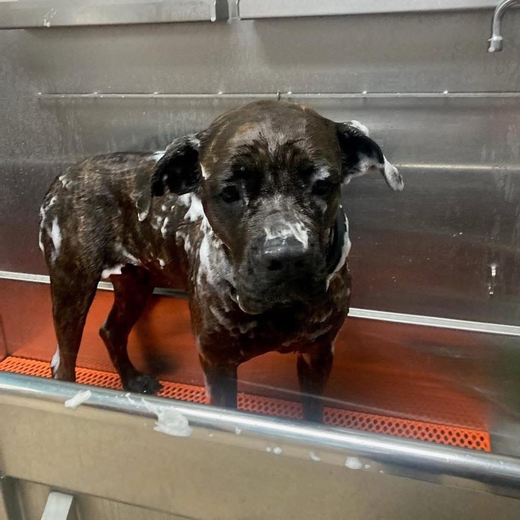 Magnolia, a Adoptable Cane Corso in Northville, MI image 1/6