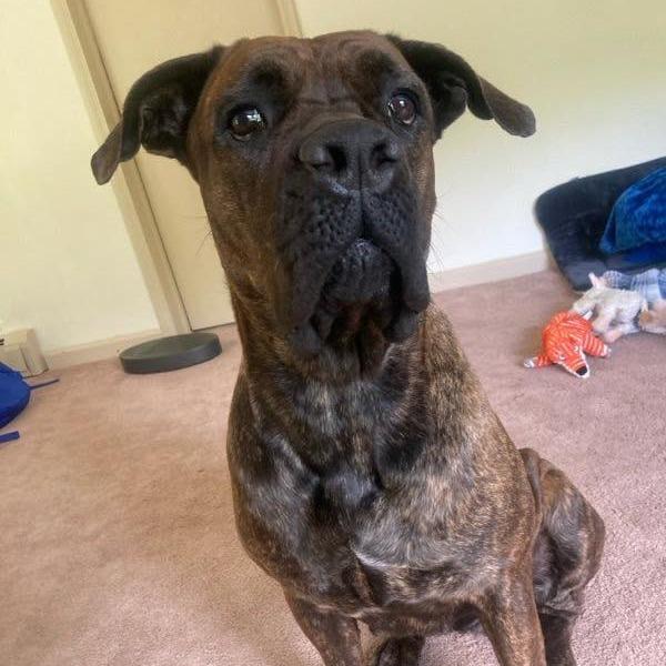 Magnolia, Adoptable, Adult Female Cane Corso & Mixed Breed.