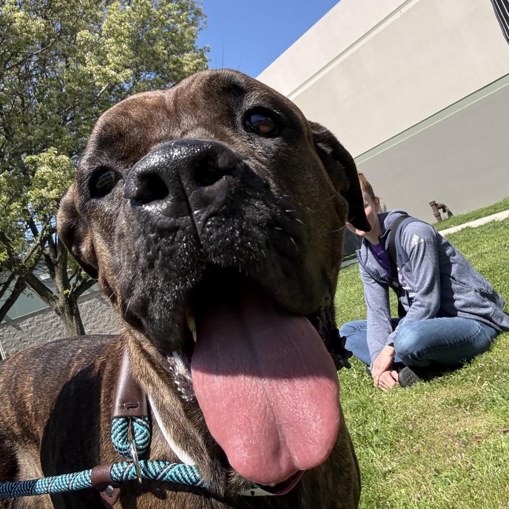 Enlarge Magnolia, a Adoptable mixed breed in Northville, MI image 1/6