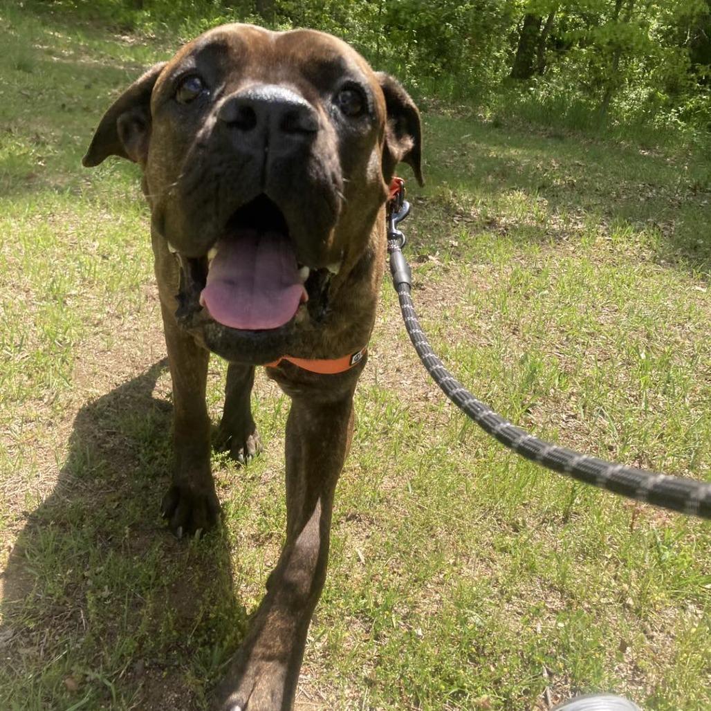 Magnolia, a Adoptable Cane Corso in Northville, MI image 4/6
