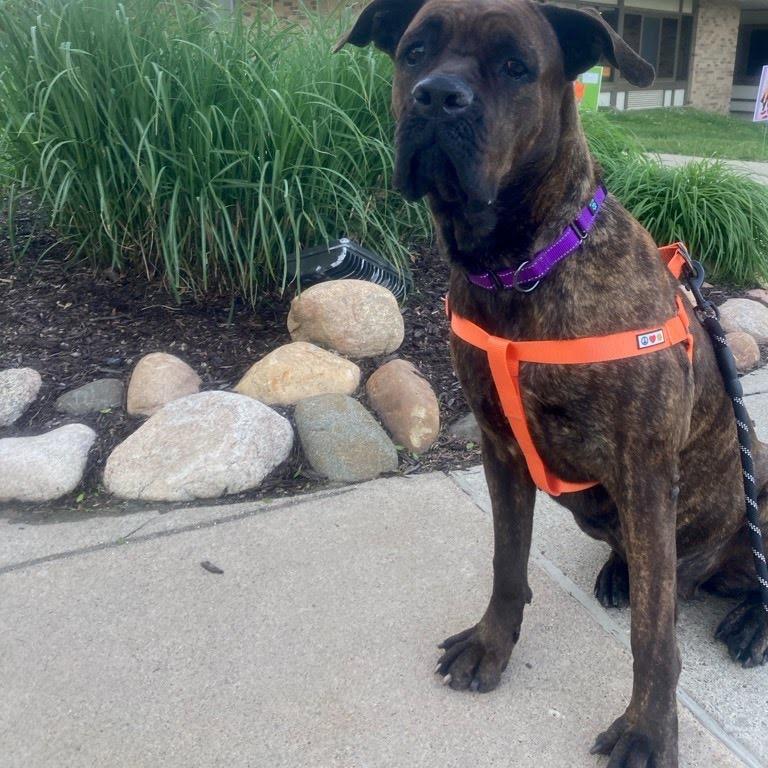 Enlarge Magnolia, a Adoptable mixed breed in Northville, MI image 2/4