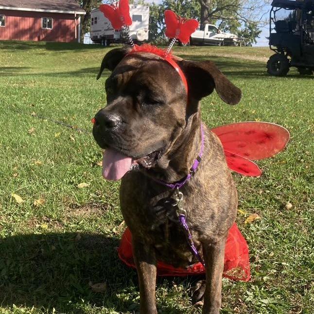 Enlarge Magnolia, a Adoptable mixed breed in Northville, MI image 3/6