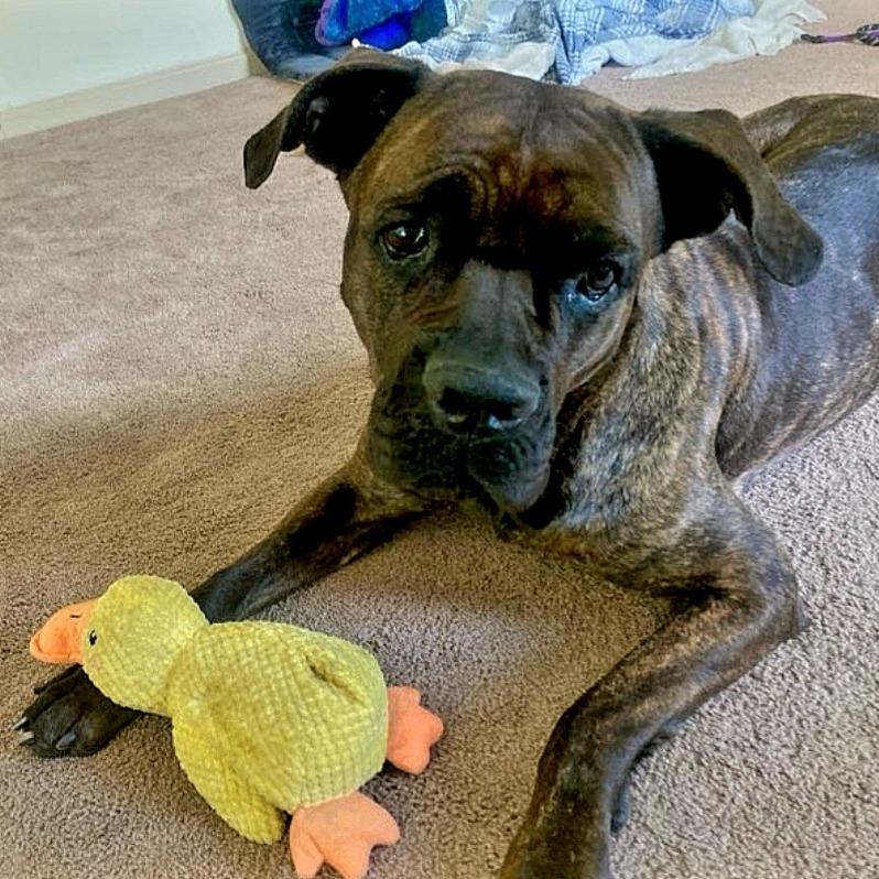 Enlarge Magnolia, a Adoptable mixed breed in Northville, MI image 4/6