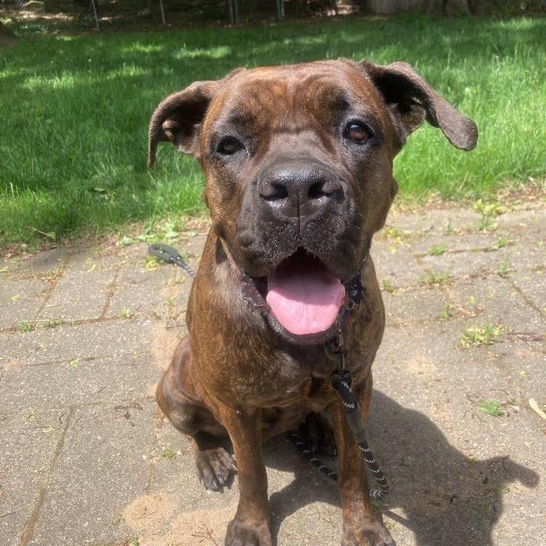 Magnolia, a Adoptable Cane Corso in Northville, MI image 5/6