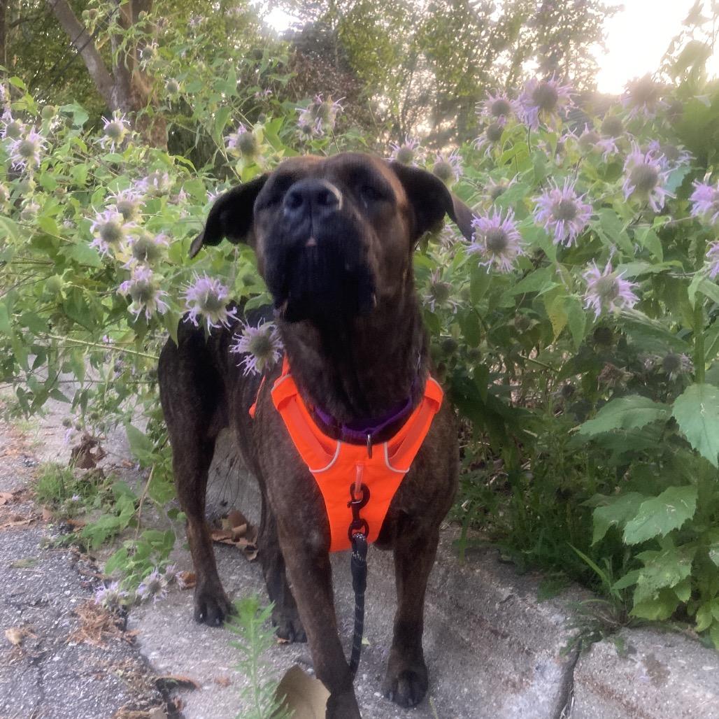 Enlarge Magnolia, a Adoptable mixed breed in Northville, MI image 4/4