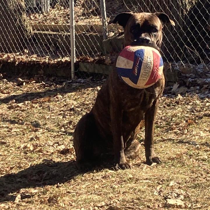 Enlarge Magnolia, a Adoptable mixed breed in Northville, MI image 6/6