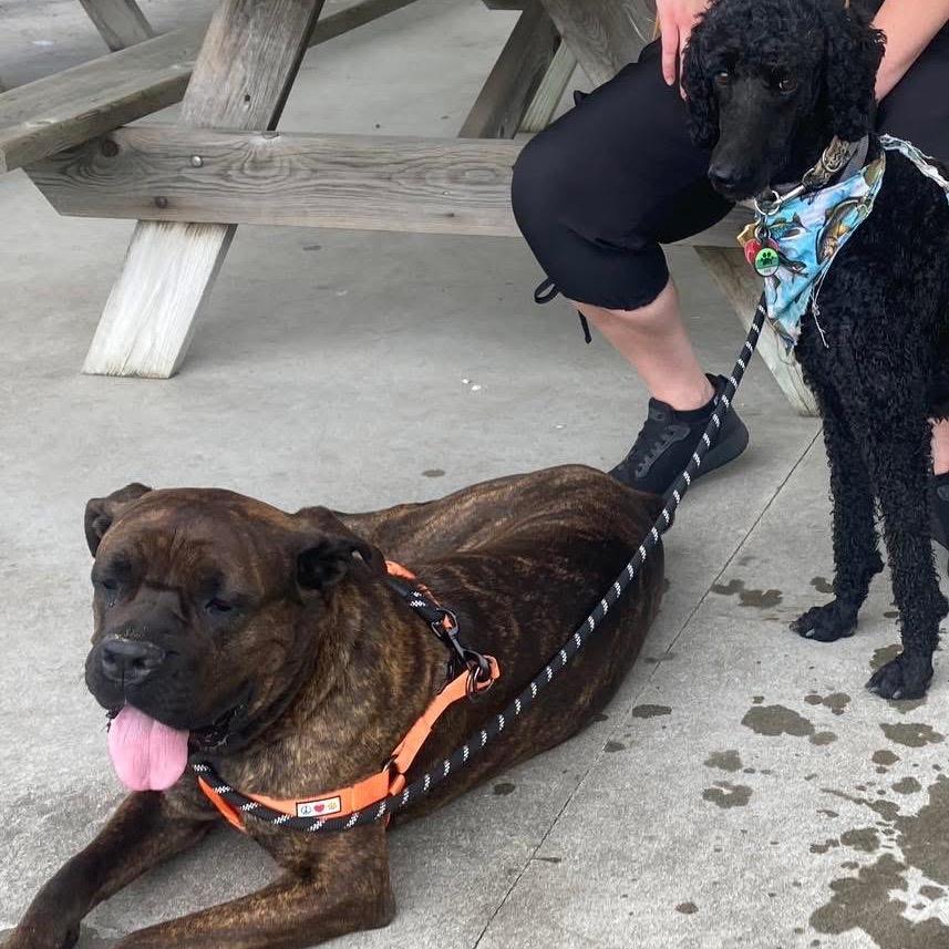 Magnolia, a Adoptable Cane Corso in Northville, MI image 6/6