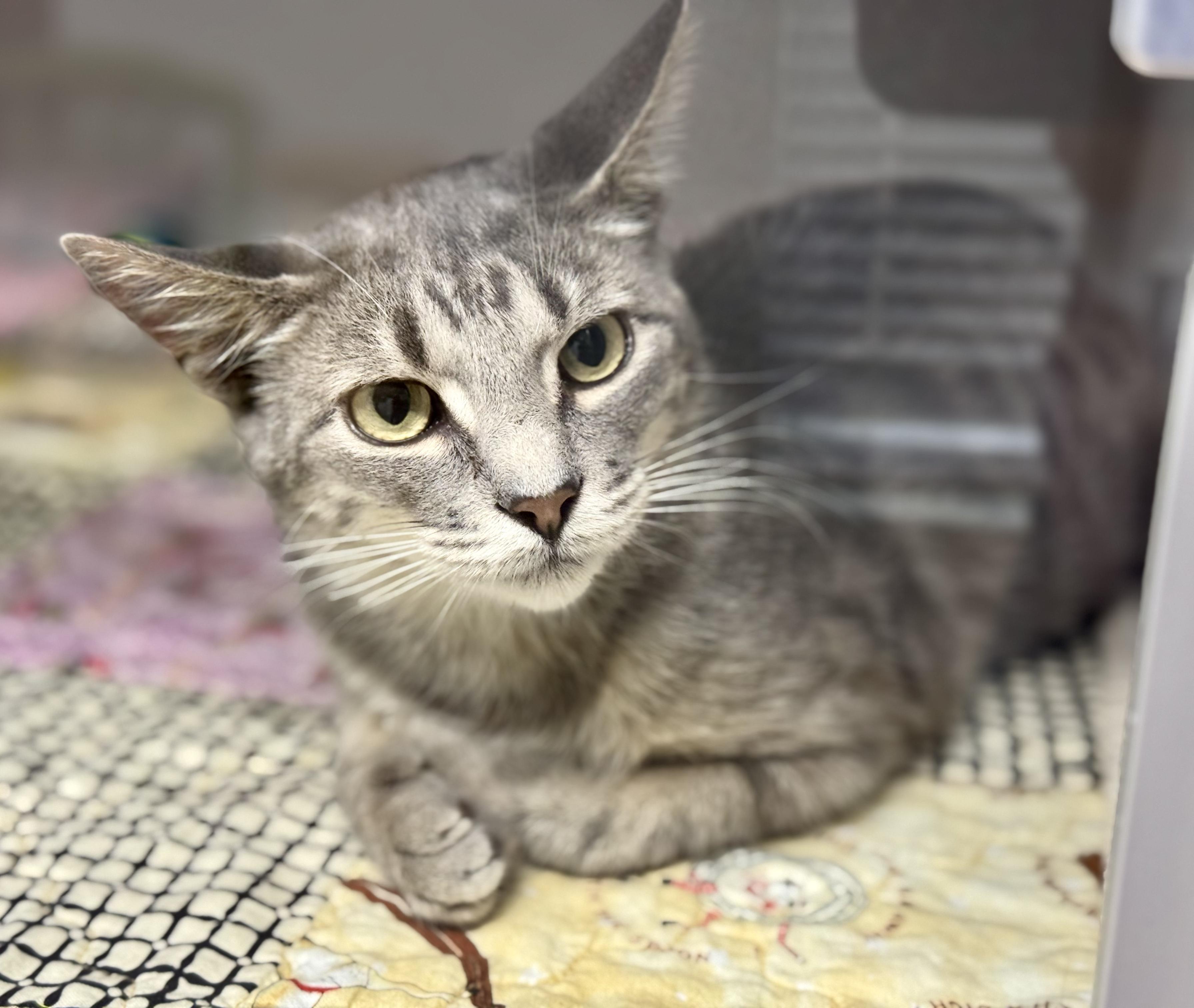 Enlarge -Mulan, a ADOPTABLE mixed breed in Red Bluff, CA image 4/4