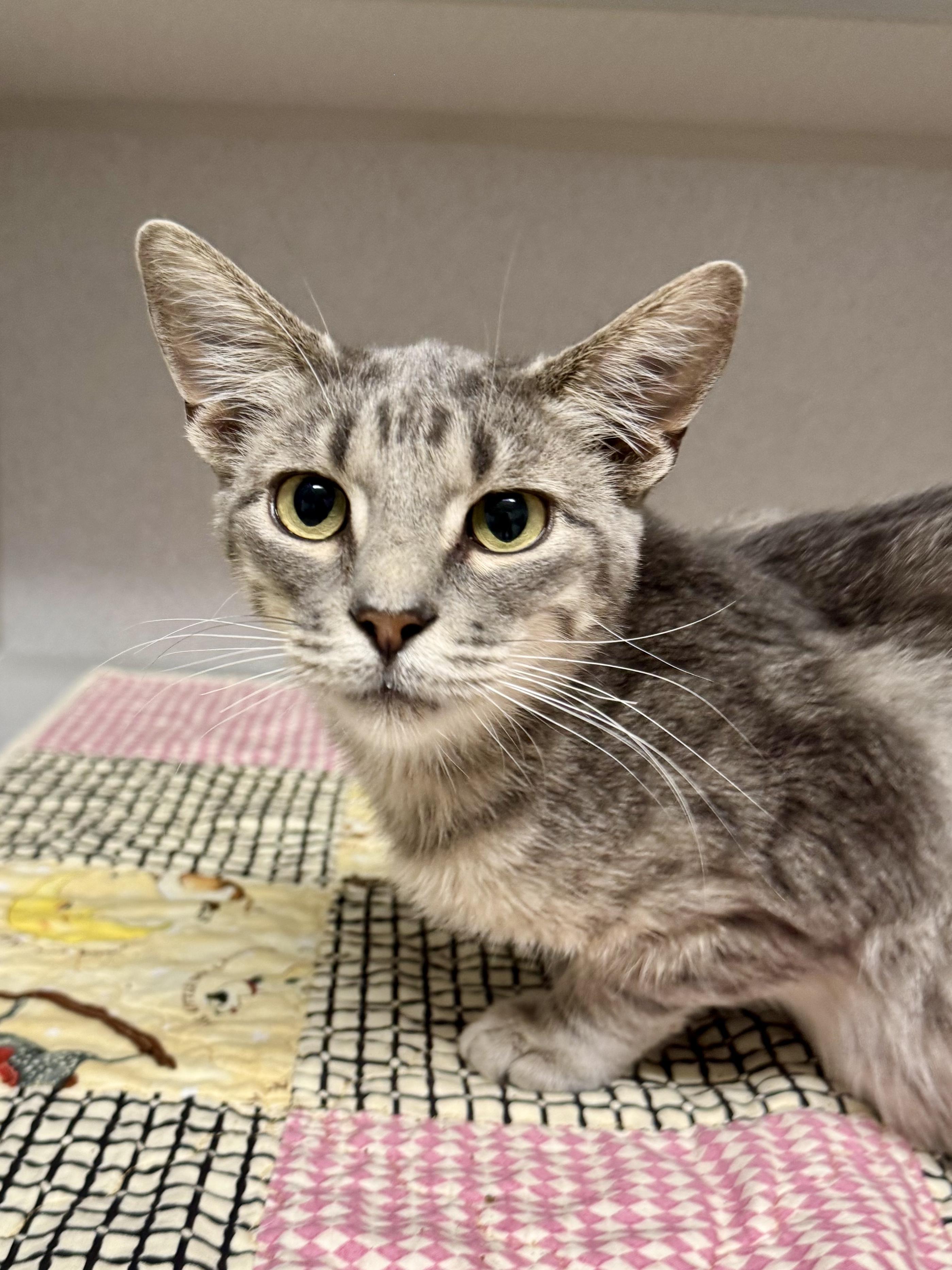 -Mulan, ADOPTABLE, Young Female Tabby & Domestic Short Hair.