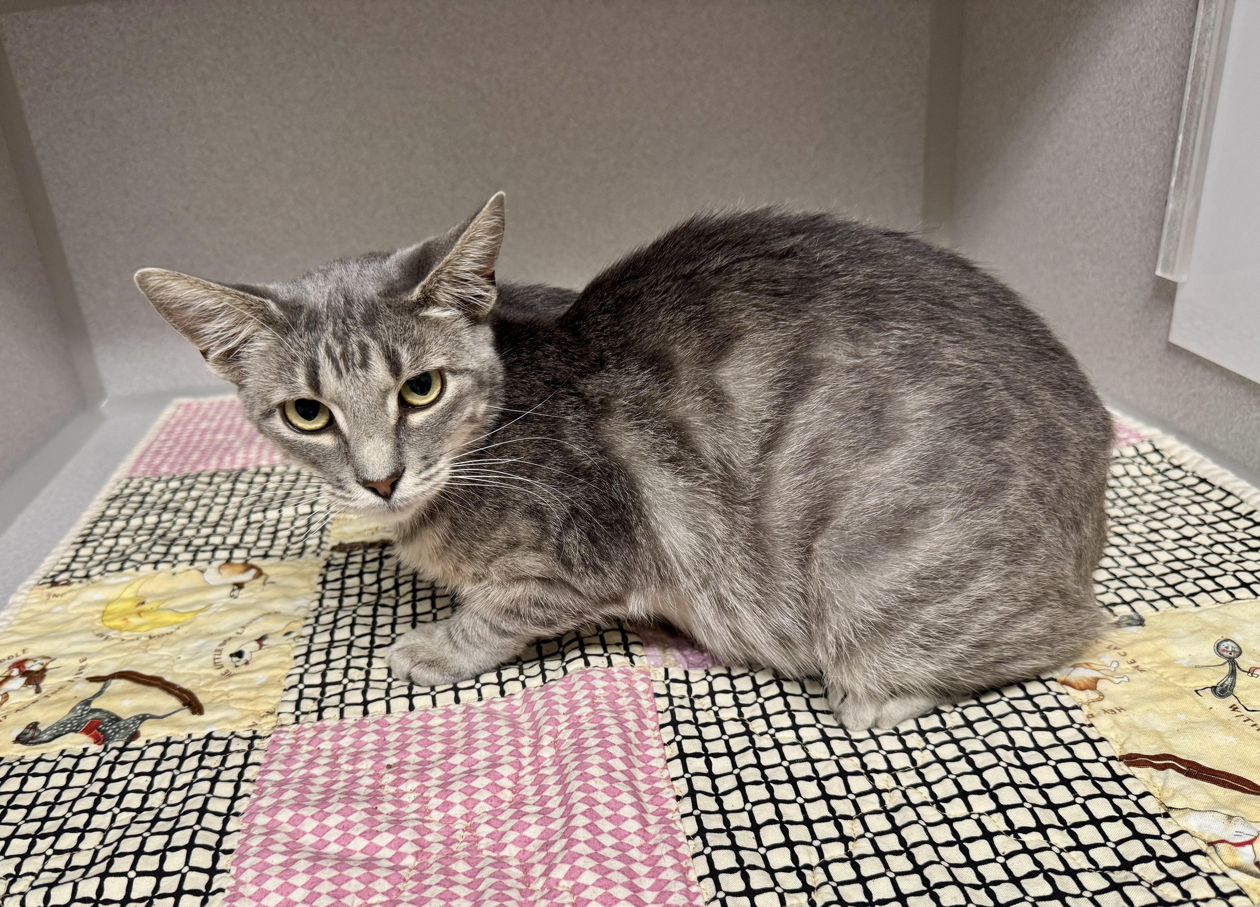 Enlarge -Mulan, a ADOPTABLE mixed breed in Red Bluff, CA image 3/4