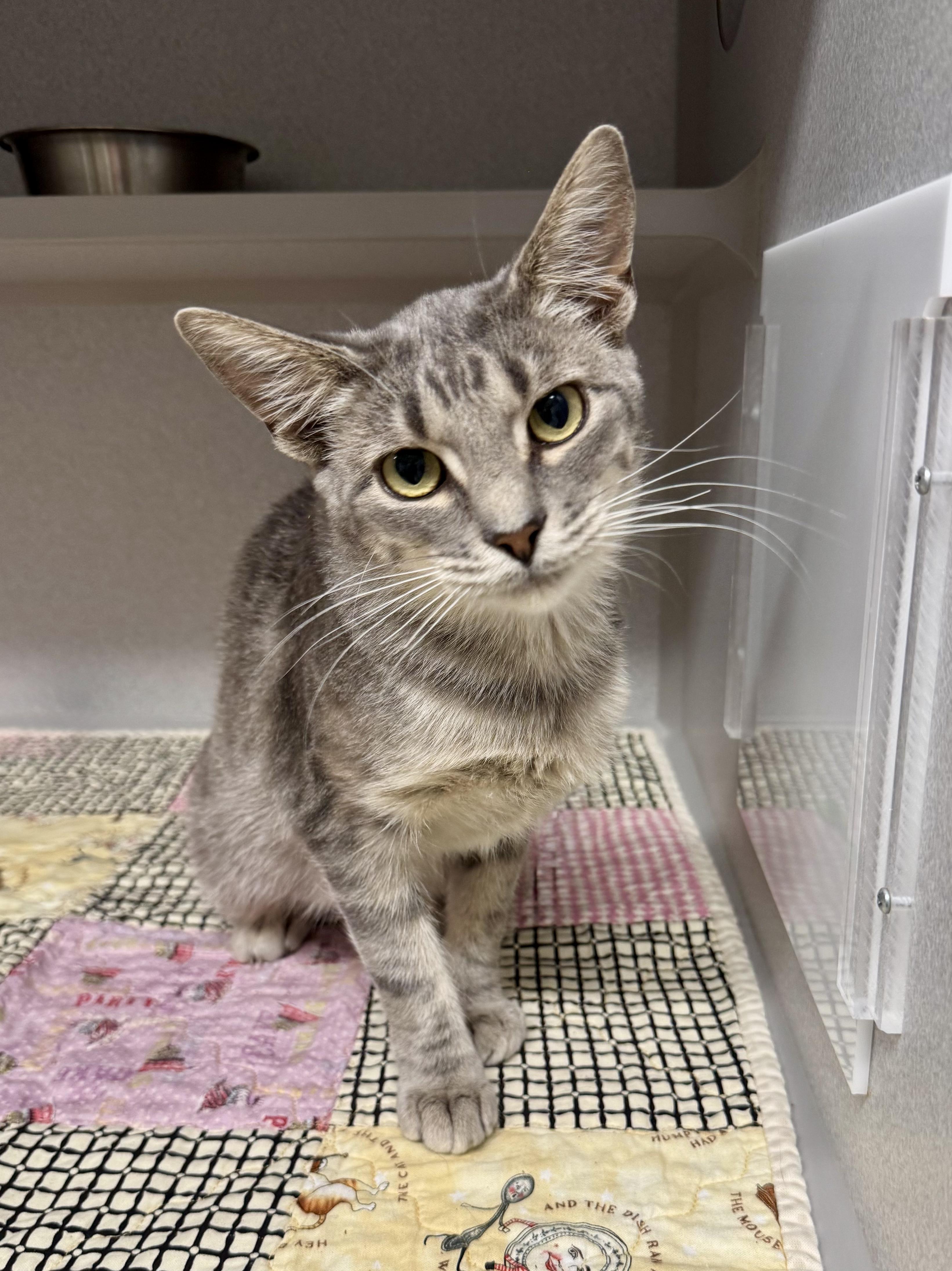 Enlarge -Mulan, a ADOPTABLE mixed breed in Red Bluff, CA image 2/4
