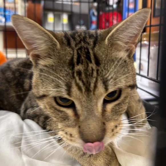 Enlarge Braxton, an adopted Domestic Short Hair in Stanhope, NJ image 2/3