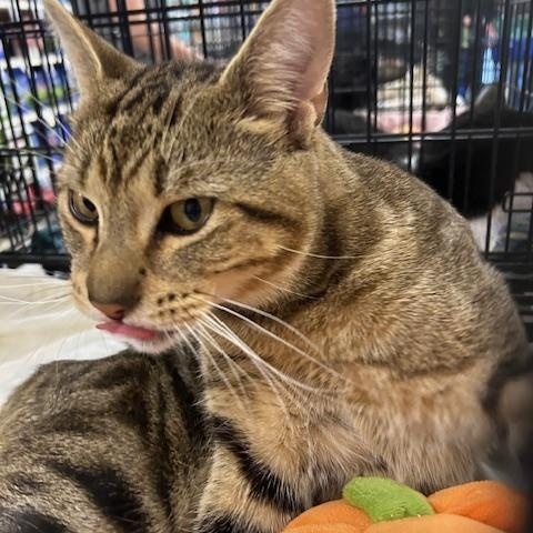 Enlarge Braxton, an adopted Domestic Short Hair in Stanhope, NJ image 1/3